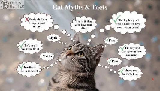 Cat-Myths-and-Facts Life’s Better Ltd