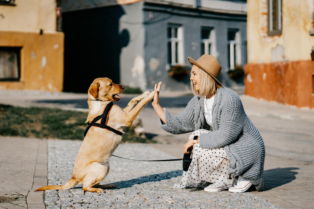 Grain‑Free Dog Treats UK: Why More Dog Owners Are Choosing Healthier, Natural Alternatives