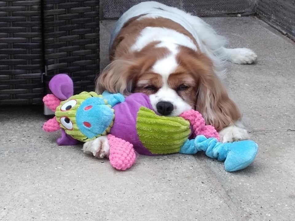 Interactive Dog Toys - Playtime with a Purpose 🐾🧠