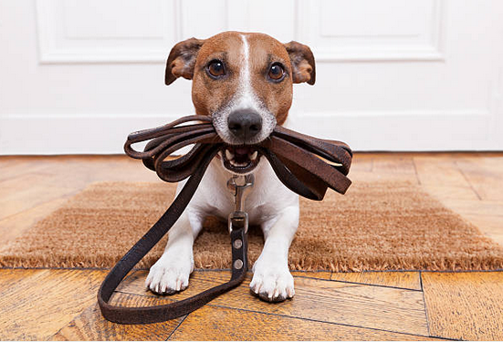 Life's Better With Paws Brighton and Hove
