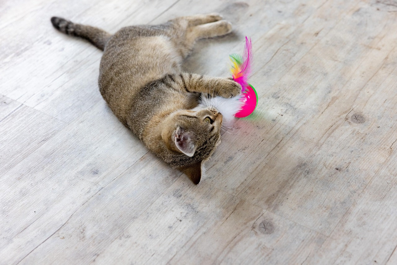 Interactive Cat Toys - Keep Curious Cats Entertained for Hours 🐾🧶