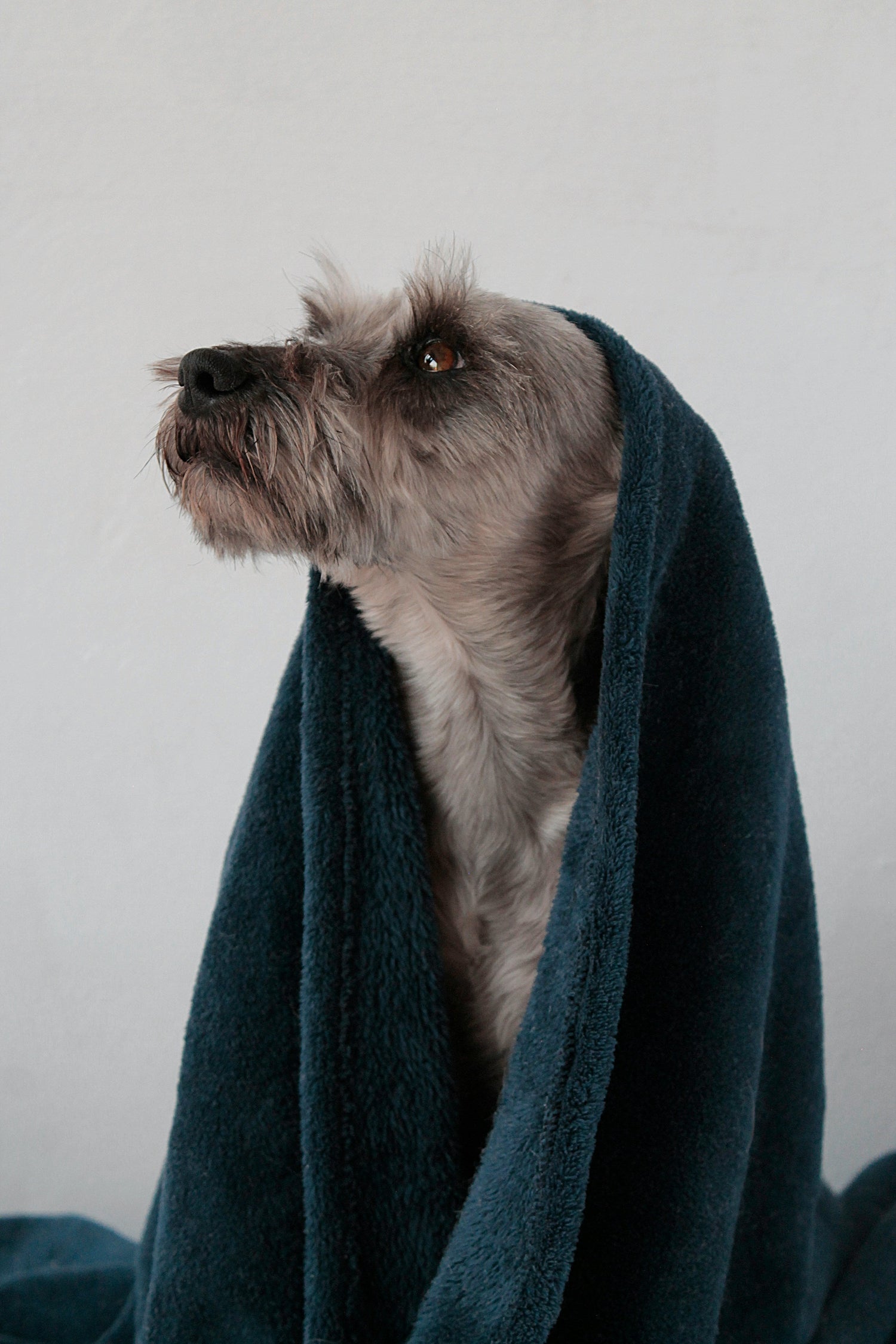Dog Drying Robes & Towels — Fast, Gentle Drying for Every Pup