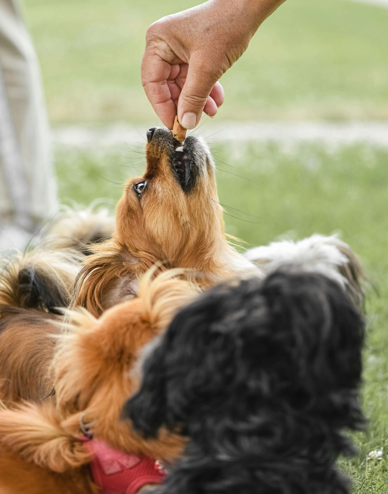Heathy Pet Treats 