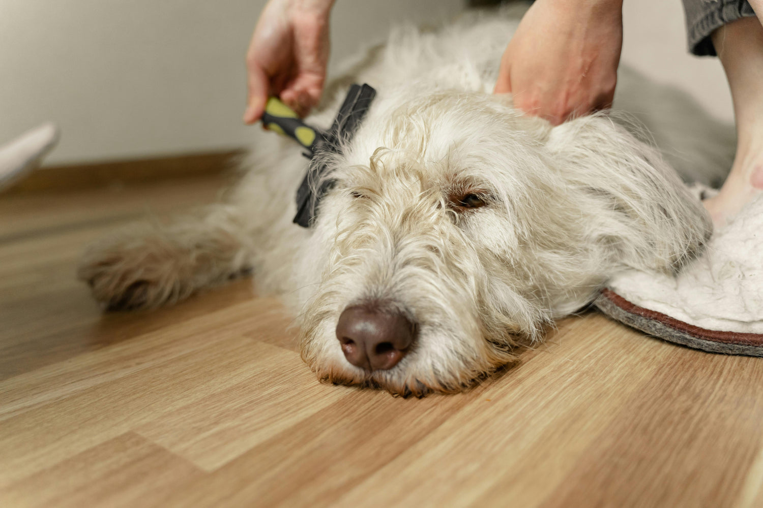Dog Grooming - Fresh, Fluffy & Feeling Great
