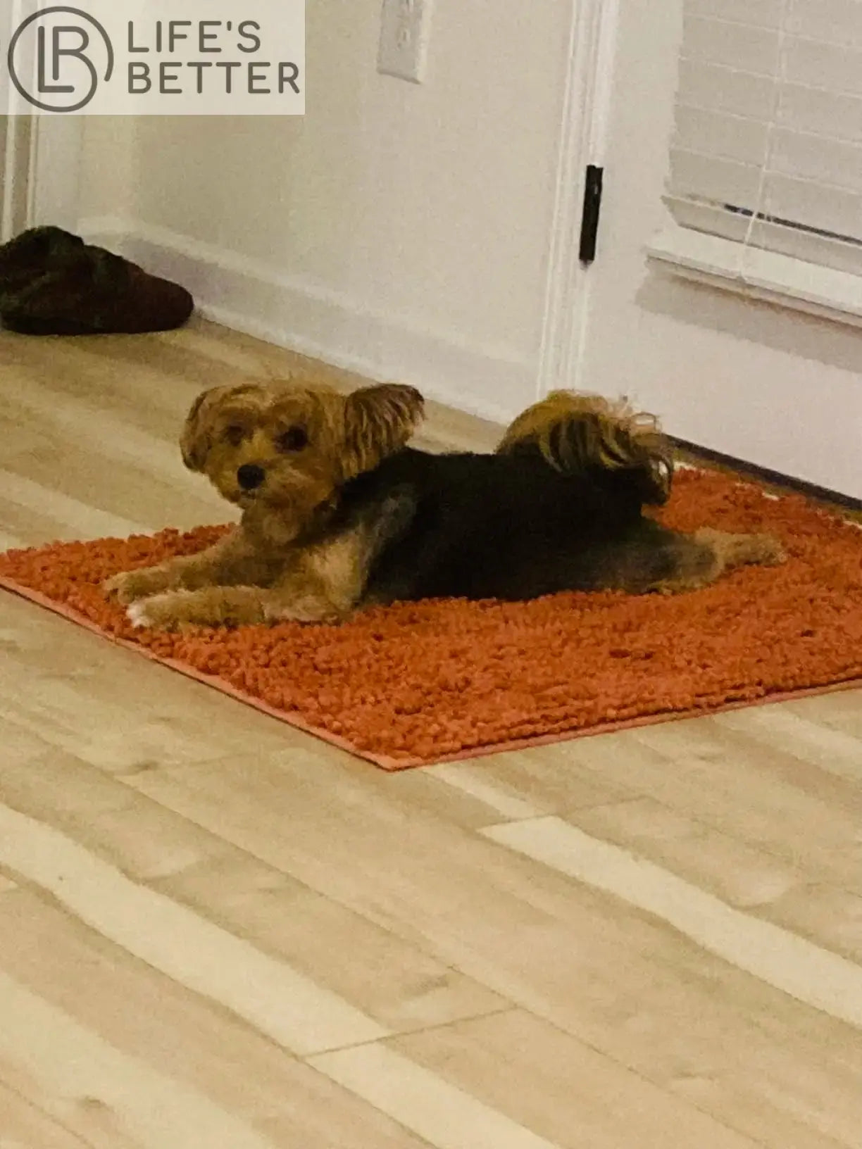 Dog Door Mud Mat: Your Pet's Paw-fect Entryway Companion Life’s Better Ltd