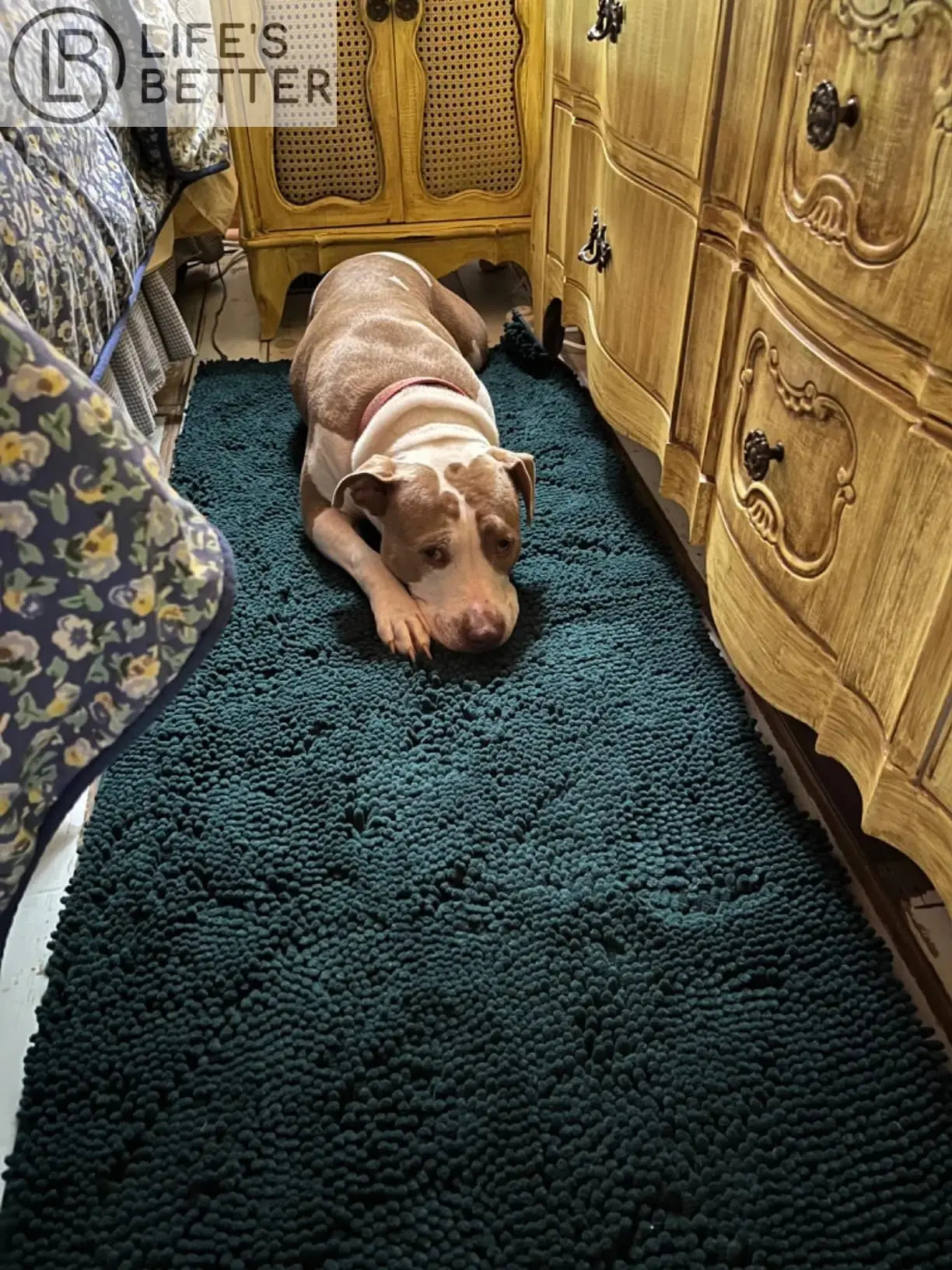 Dog Door Mud Mat: Your Pet's Paw-fect Entryway Companion Life’s Better Ltd