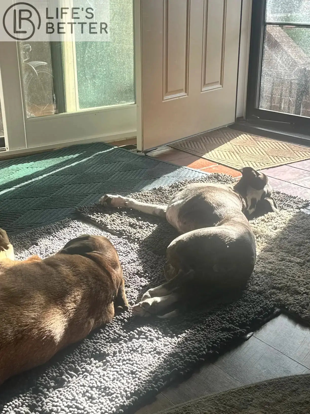 Dog Door Mud Mat: Your Pet's Paw-fect Entryway Companion Life’s Better Ltd