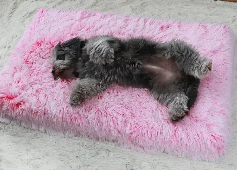 Luxury Orthopedic Memory Foam Dog Cat Bed featuring a relaxed dog on a soft pink surface.