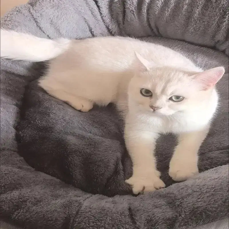 Luxury Soft & Warm Pet Sofa Bed 