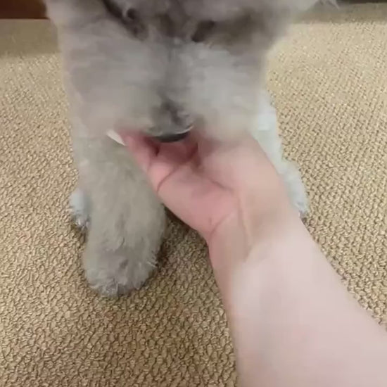 Smart Dog Toy Ball: The Ultimate Interactive Playtime Experience.